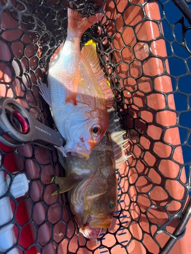 アオハタの釣果