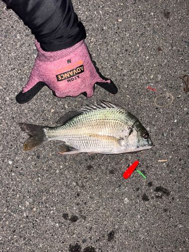 キビレの釣果