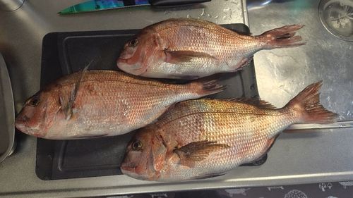 マダイの釣果