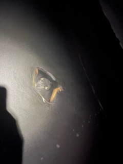 アカエイの釣果