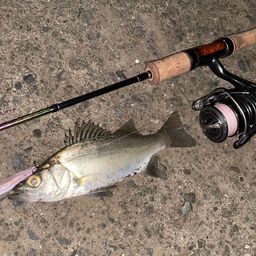 セイゴ（ヒラスズキ）