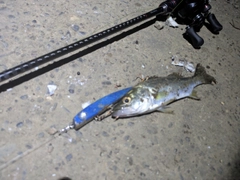 セイゴ（マルスズキ）の釣果