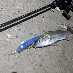 セイゴ（マルスズキ）