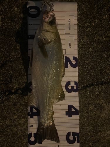 フッコ（ヒラスズキ）の釣果