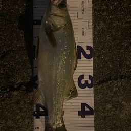 フッコ（ヒラスズキ）