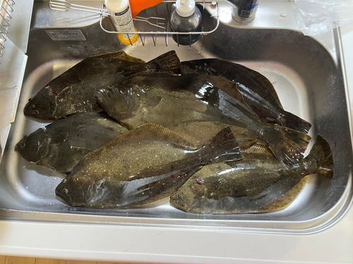ヒラメの釣果