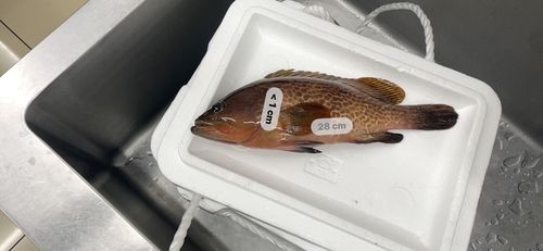 キジハタの釣果