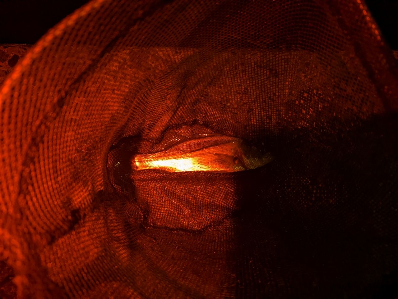 セイゴ（マルスズキ）