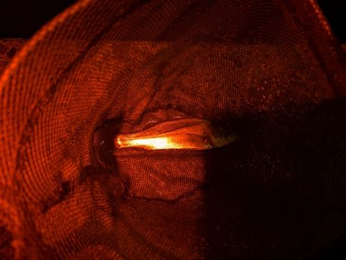 セイゴ（マルスズキ）の釣果