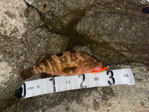 キジハタの釣果