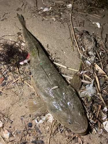 マゴチの釣果