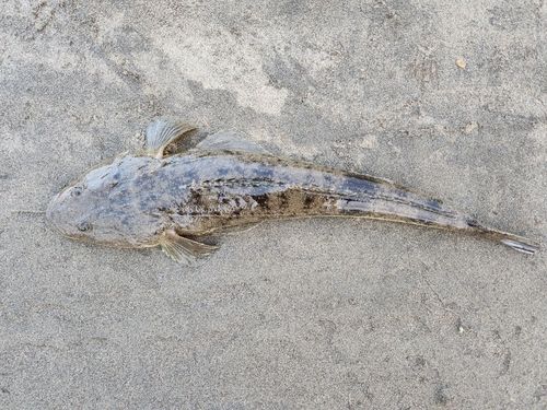 マゴチの釣果