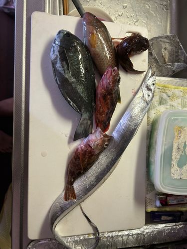 タチウオの釣果