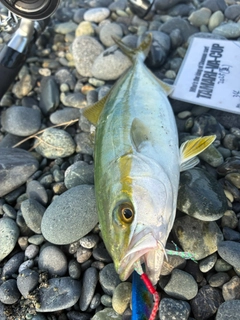 ワカシの釣果