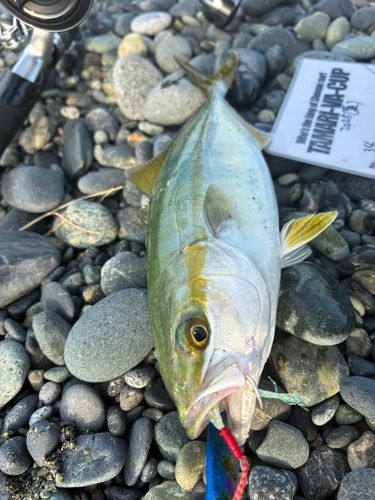 ワカシの釣果