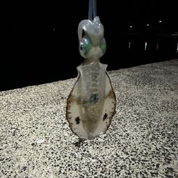 アオリイカ