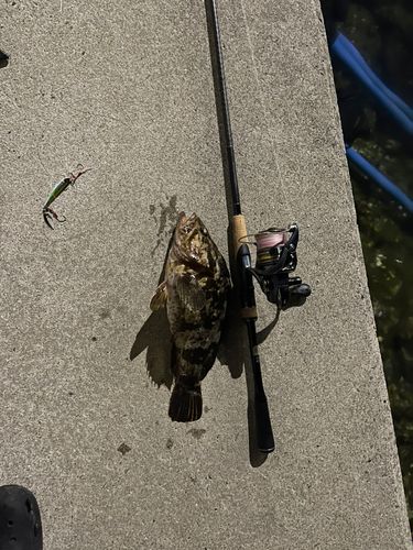 ベッコウゾイの釣果