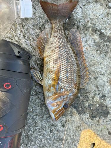 ハマフエフキの釣果