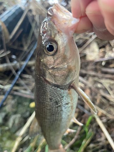 エゾウグイの釣果