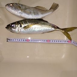 アジ