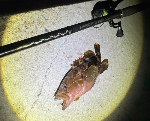 キジハタの釣果