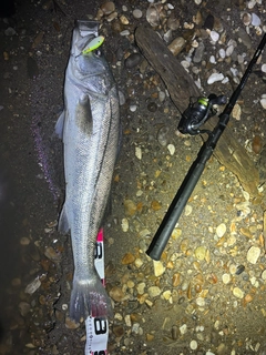 シーバスの釣果