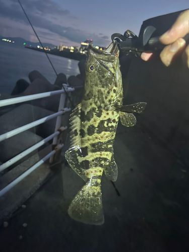 チャイロマルハタの釣果