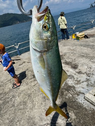 ツバスの釣果