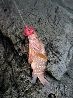 キジハタの釣果