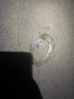 ウナギの釣果