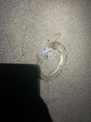 ウナギの釣果
