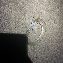 ウナギ