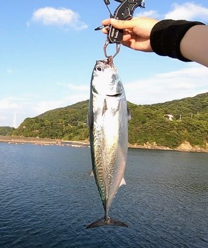 ソウダガツオの釣果
