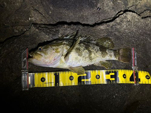 タケノコメバルの釣果