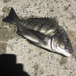 チヌ