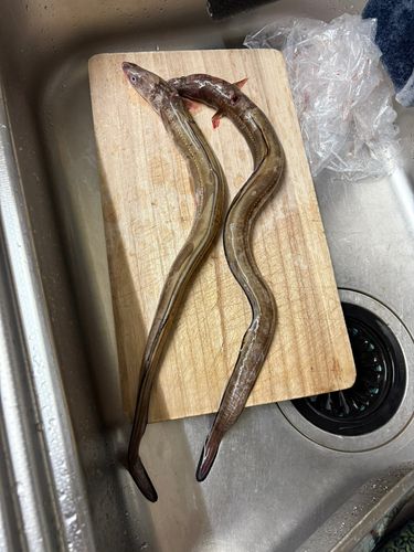 マアナゴの釣果