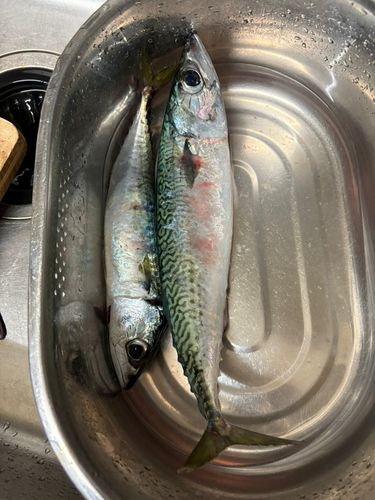 サバの釣果