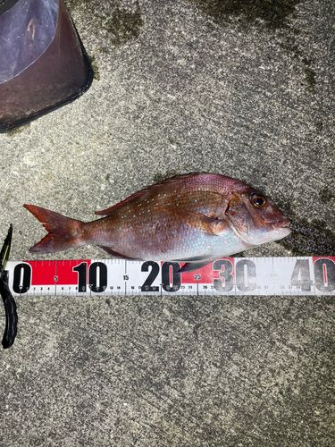 マダイの釣果