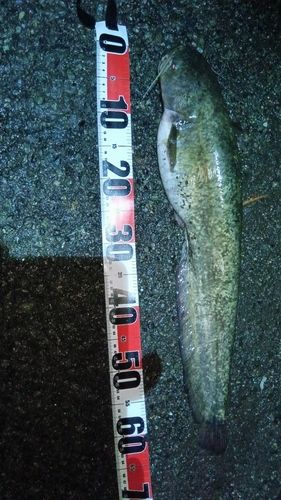 ニホンナマズの釣果