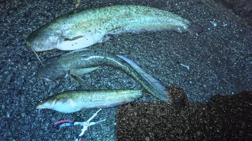 ニホンナマズの釣果