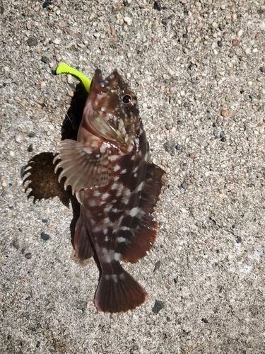 カサゴの釣果