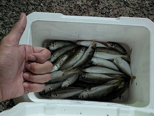 マアジの釣果