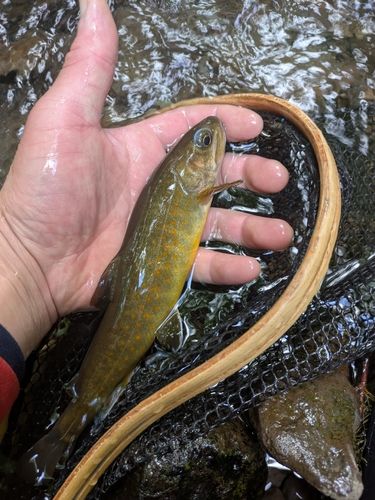 ヤマトイワナの釣果