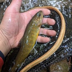 ヤマトイワナ