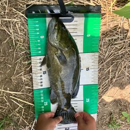 スモールマウスバス