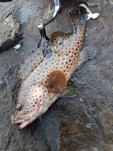 オオモンハタの釣果