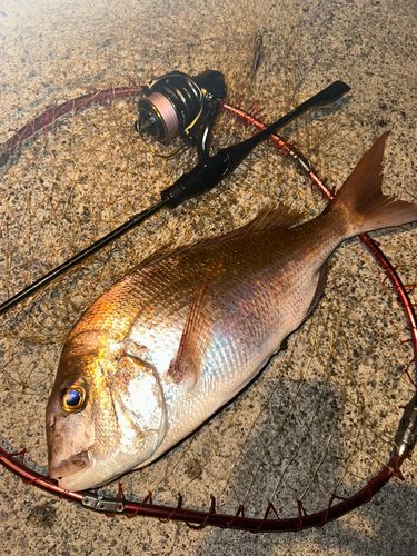 マダイの釣果