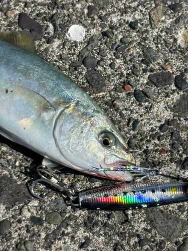 フクラギの釣果