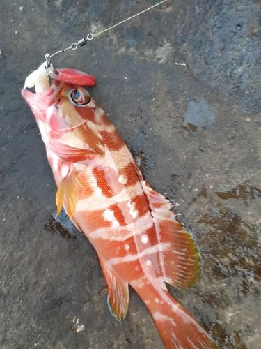 アカハタの釣果