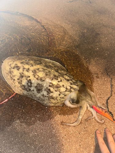 モンゴウイカの釣果